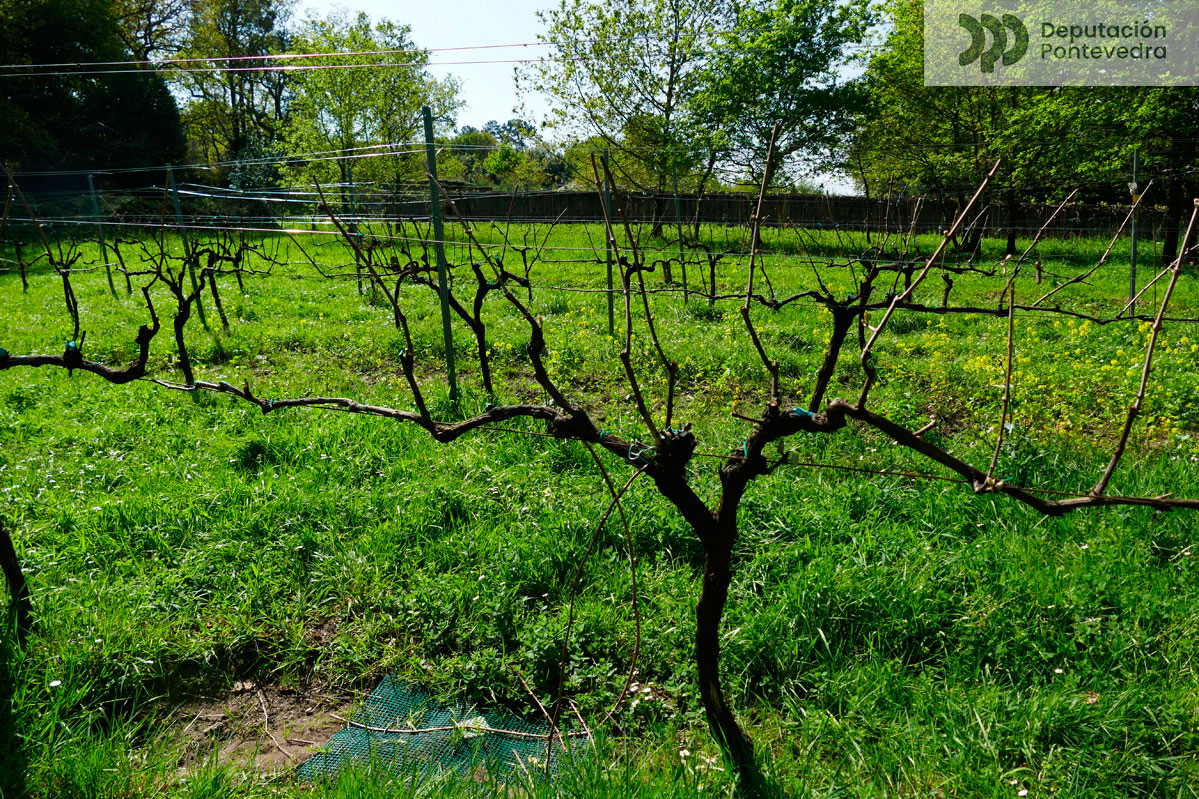 20240321_En-xeral-viñas-pouco-brotadas-marzo.jpg