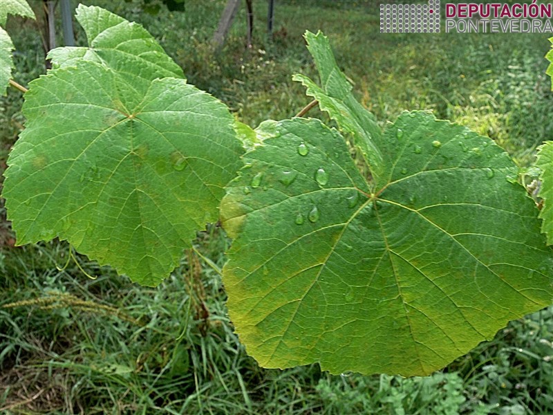 24ago16_Manchas de aceite en brote.jpg