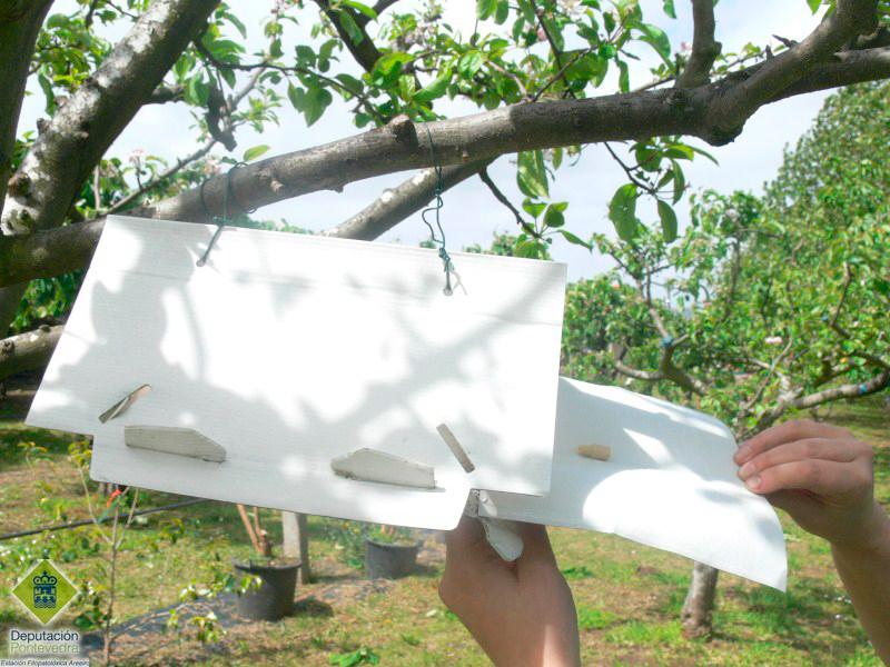 Instalación de trampa delta en manzano al inicio de campaña