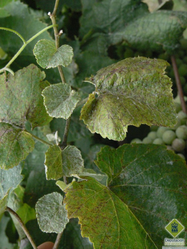 Punteaduras necróticas y entrenudos cortos por trips.jpg