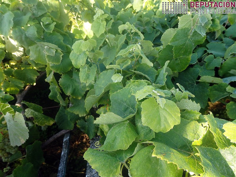 Sintoma non especifico de trips e o crecemento achaparrado.jpg