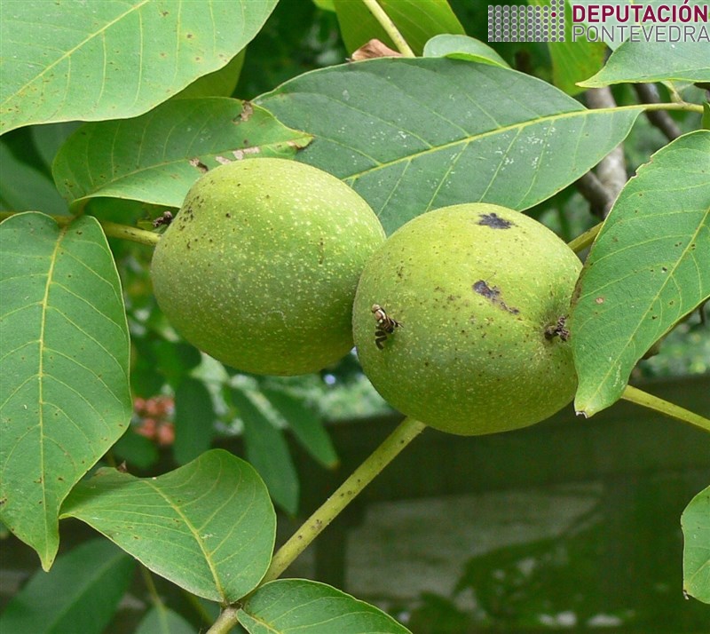 Adulto de Rhagoletis completa en noz.jpg