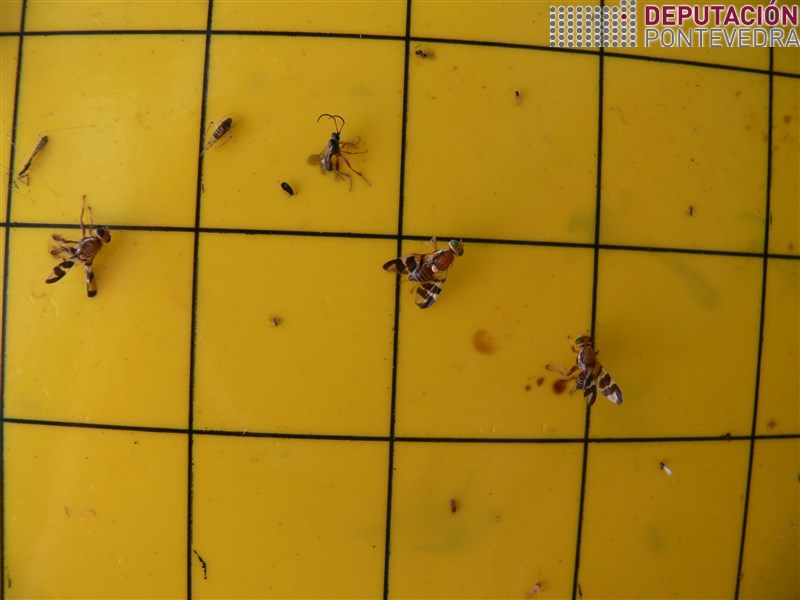 Adultos de Rhagoletis completa en trampa.jpg
