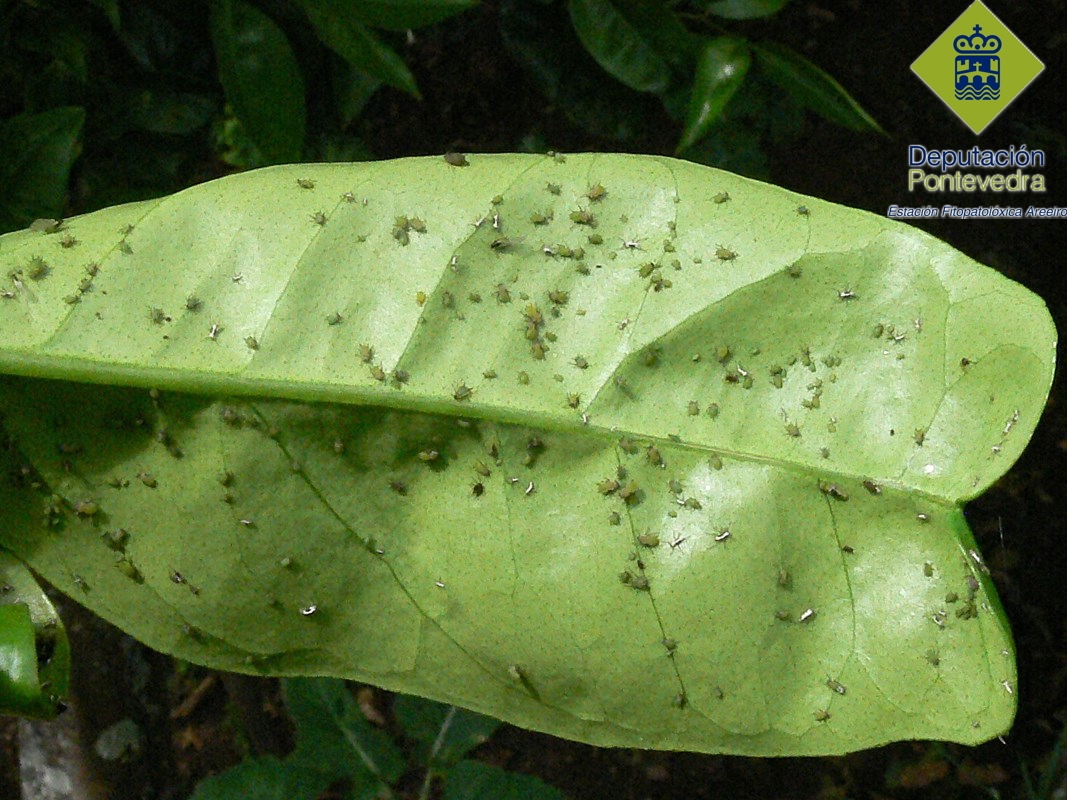 Colonia de pulgon en citrico.jpg