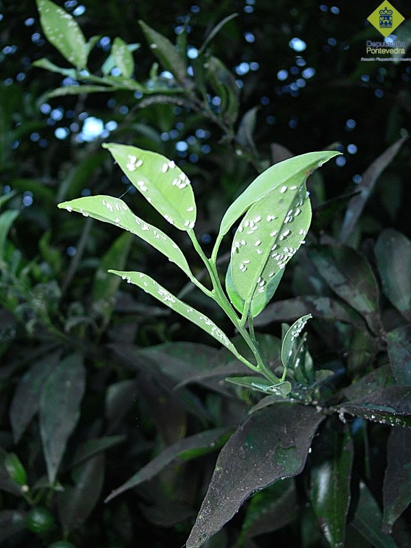 Mosca blanca brote y fumagina.jpg