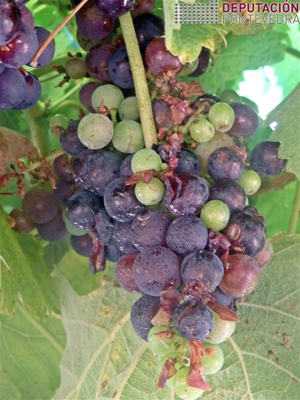 02ago17_Danos por paxaros en variedade tinta.jpg