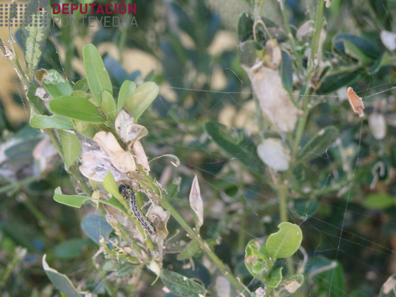 17marzo20_Algunhas ramiñas sintomas xa importantes 17marzo20_Algunhas ramiñas sintomas xa importantes