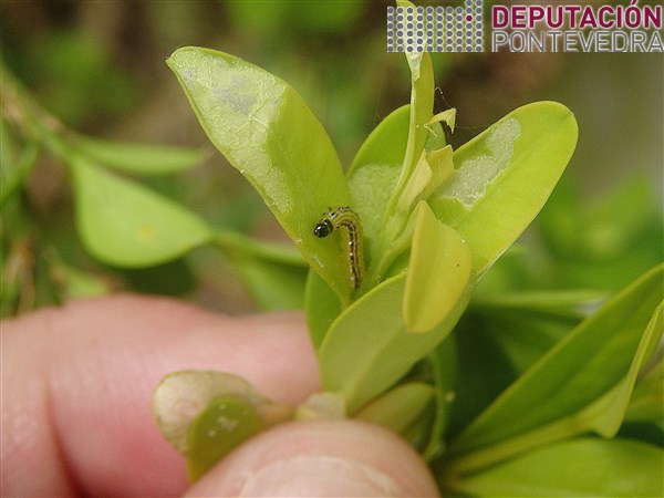 20200616_Nalgunhas sebes hai bastantes eirugas L1