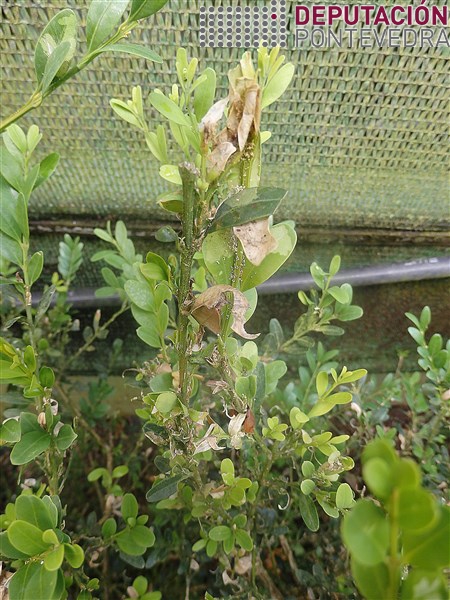 20200616_Sitios favorables algunhas plantas buxo sen tratar xa este aspecto