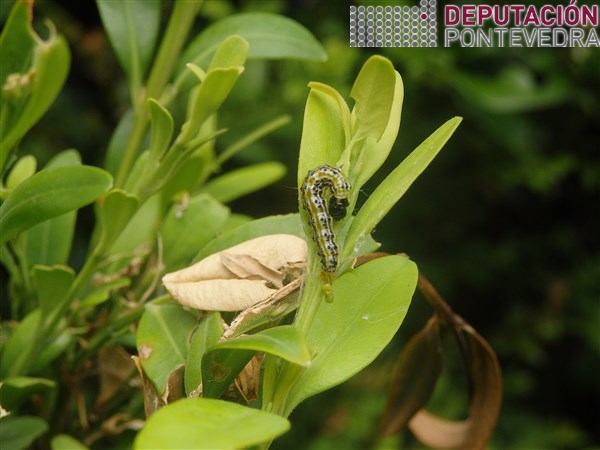 20200616_Zonas calidas eirugas case en L4