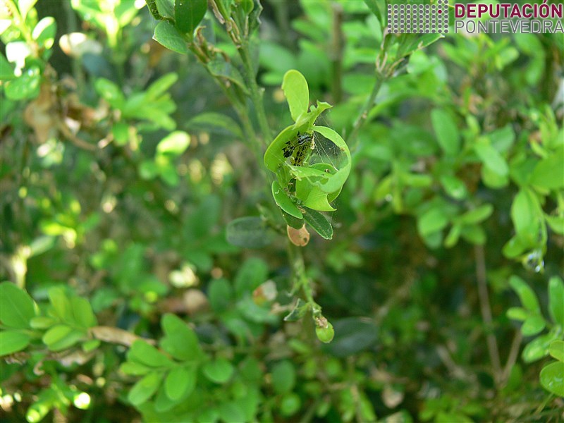 20200623_Eiruga Cydalima formando niño