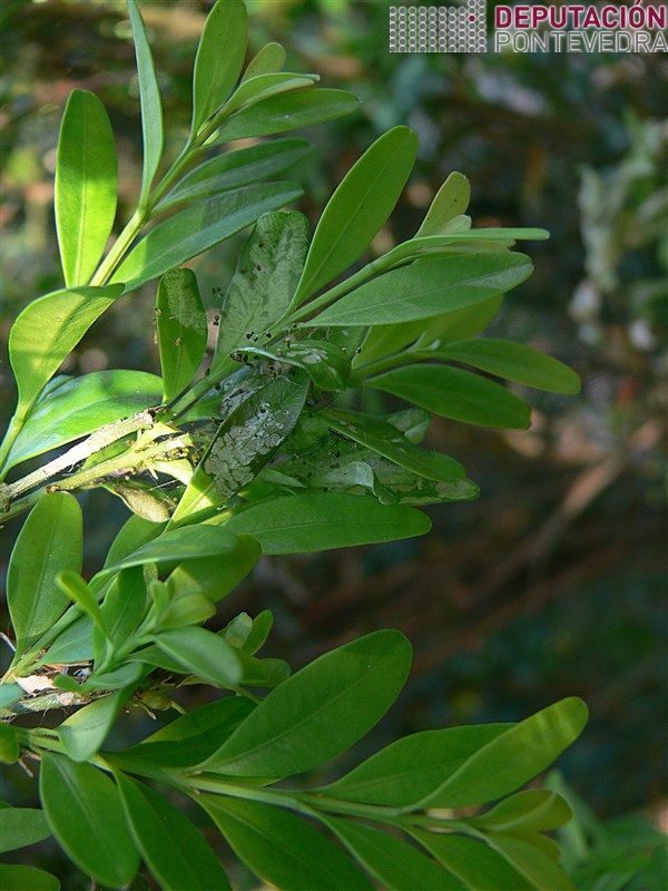 20200623_Gromo buxo afectado Cydalima