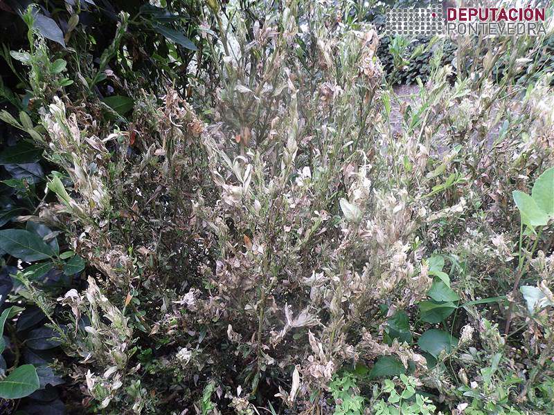 Planta de buxo testemuña Planta de buxo testemuña