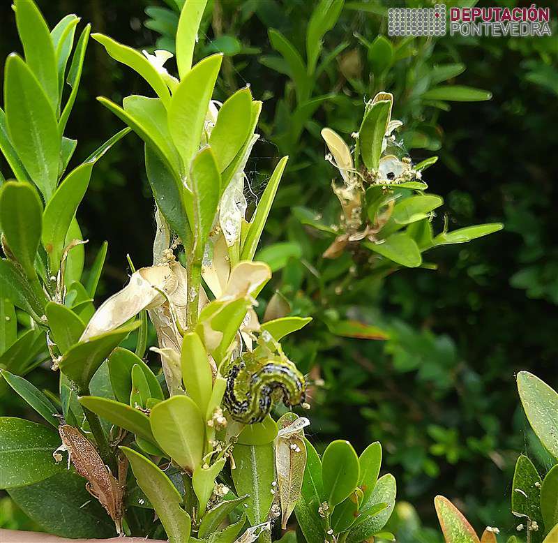 20200708_Eiruga desenvolvida e danos de Cydalima 20200708_Eiruga desenvolvida e danos de Cydalima