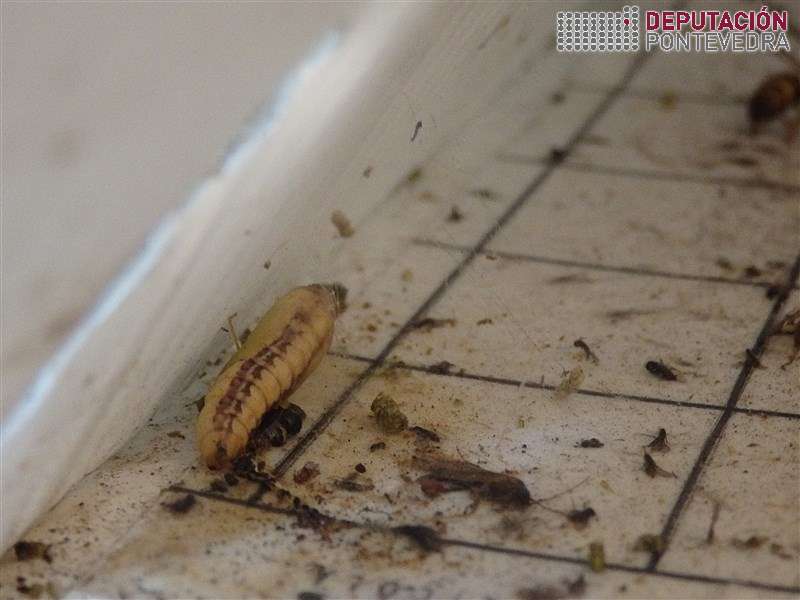 20200721_Crisalide de Cydalima no interior da trampa 20200721_Crisalide de Cydalima no interior da trampa