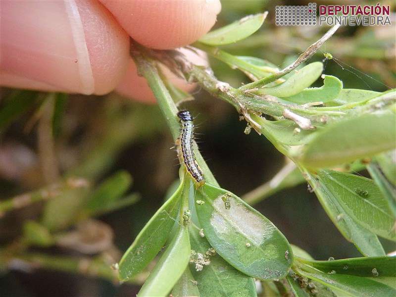 20200812_Algunha eiruga Cydalima case L2 20200812_Algunha eiruga Cydalima case L2