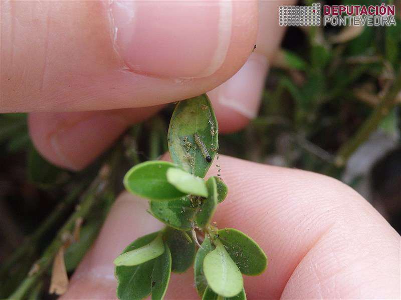 20200812_Eiruga L1 Cydalima 20200812_Eiruga L1 Cydalima