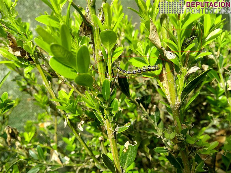 20200818_Eiruga Cydalima dispersandose e outra agochada