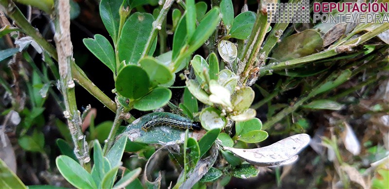 20200818_Hai eirugas e danos en varias sebes