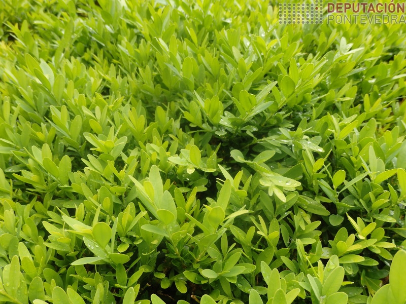 Brotación actuación en buxo Brotación actuación en buxo