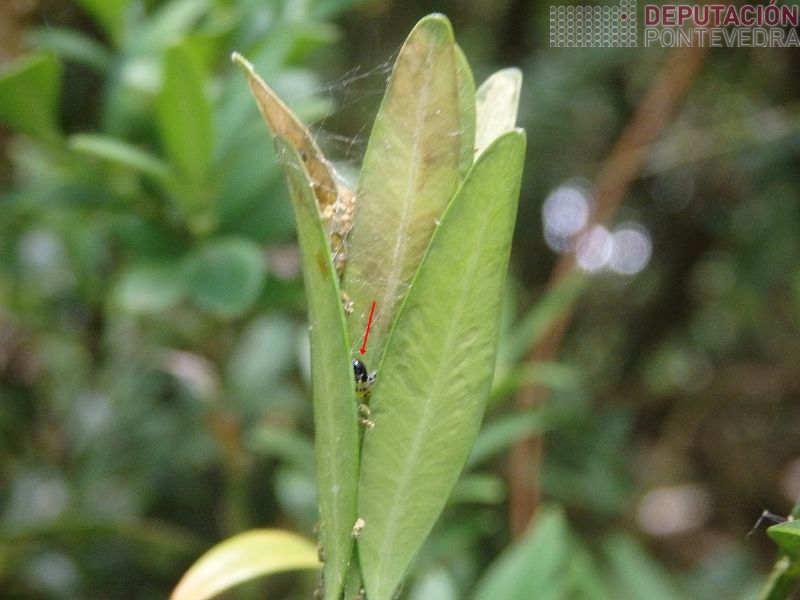 Niño de Cydalima coa eiruga Niño de Cydalima coa eiruga