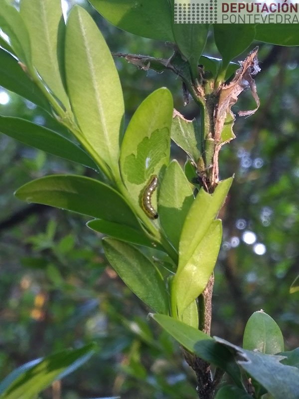 Eiruga-L2-en-gromo-buxo Eiruga-L2-en-gromo-buxo