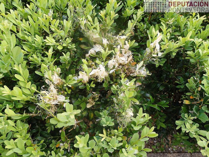 So topamos sintomas illados de Cydalima So topamos sintomas illados de Cydalima