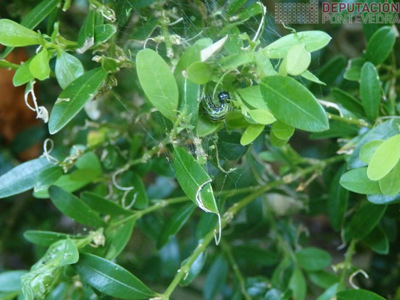 Unhas poucas eirugas Cydalima xa neste estado Unhas poucas eirugas Cydalima xa neste estado