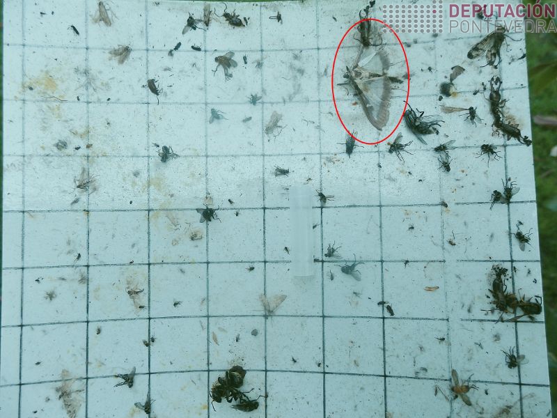 Macho Cydalima capturado en trampa Macho Cydalima capturado en trampa