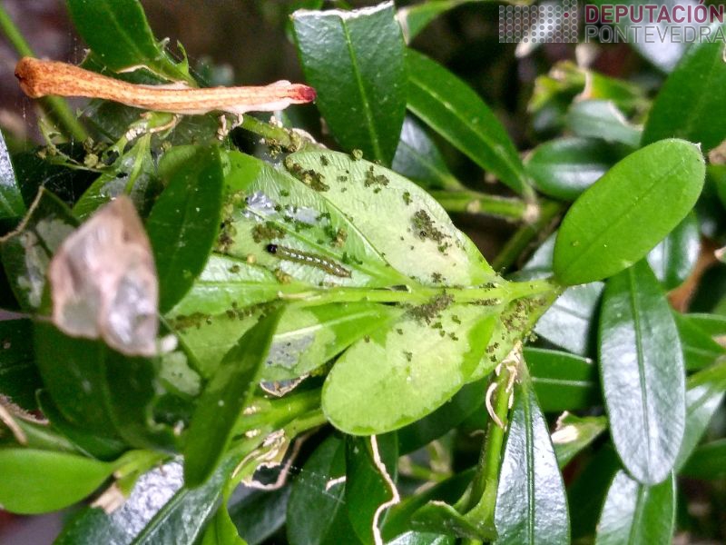 Nalgunha sebe con eirugas L5 tamen hai L2 Nalgunha sebe con eirugas L5 tamen hai L2