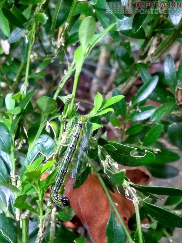 Nalgunha sebe xa hai eirugas L5 pero tamen menores Nalgunha sebe xa hai eirugas L5 pero tamen menores