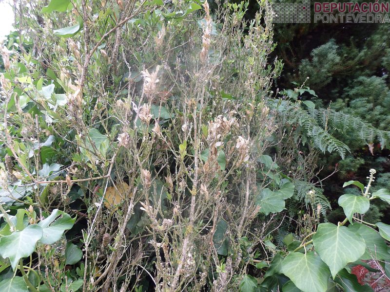 Sintomas Cydalima buxo abandonado Sintomas Cydalima buxo abandonado