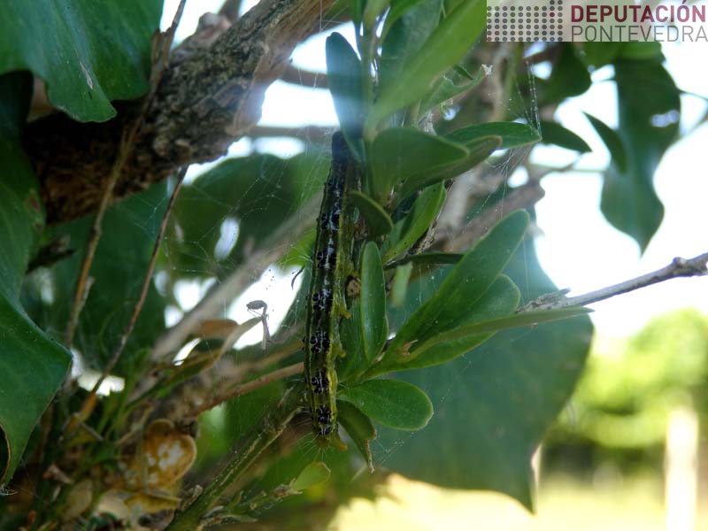 Eiruga de Cydalima en buxo sebe abandonada Eiruga de Cydalima en buxo sebe abandonada
