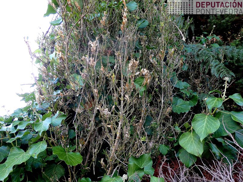 Vista parcial sebe de buxo abandonada Vista parcial sebe de buxo abandonada