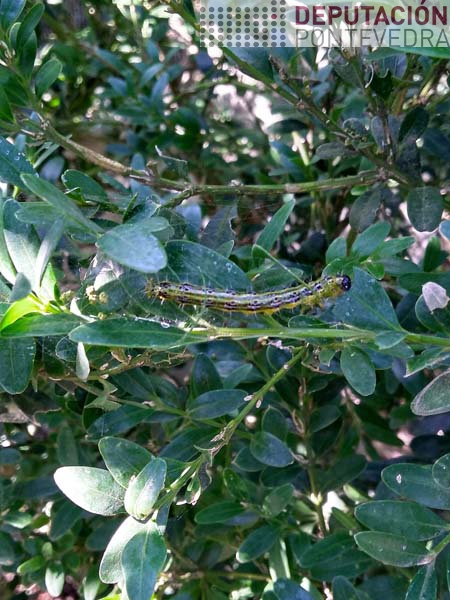 20210811_Ainda vimos algunha eiruga Cydalima 20210811_Ainda vimos algunha eiruga Cydalima
