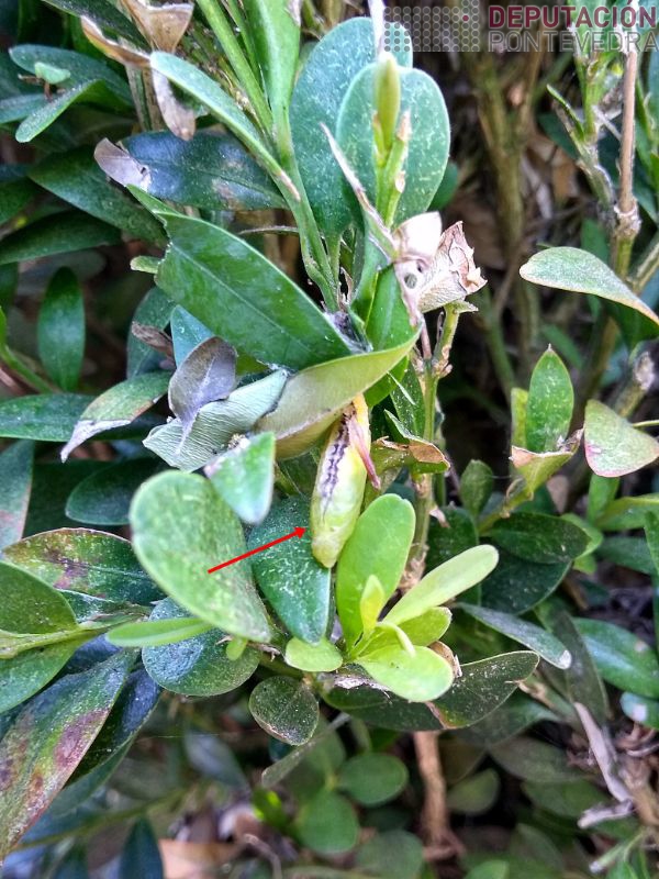 Nestes momentos Cydalima en crisalides Nestes momentos Cydalima en crisalides
