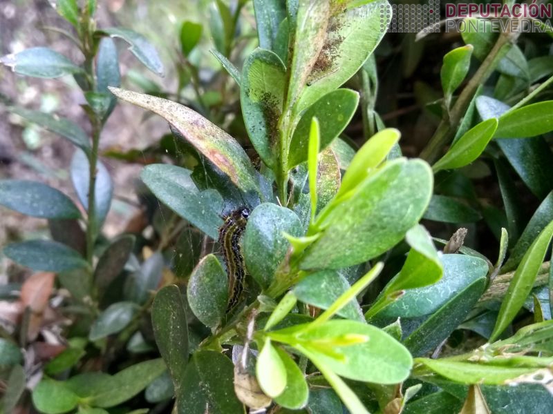 Eiruga desenvolvida e mais pequena en folla superior Eiruga desenvolvida e mais pequena en folla superior