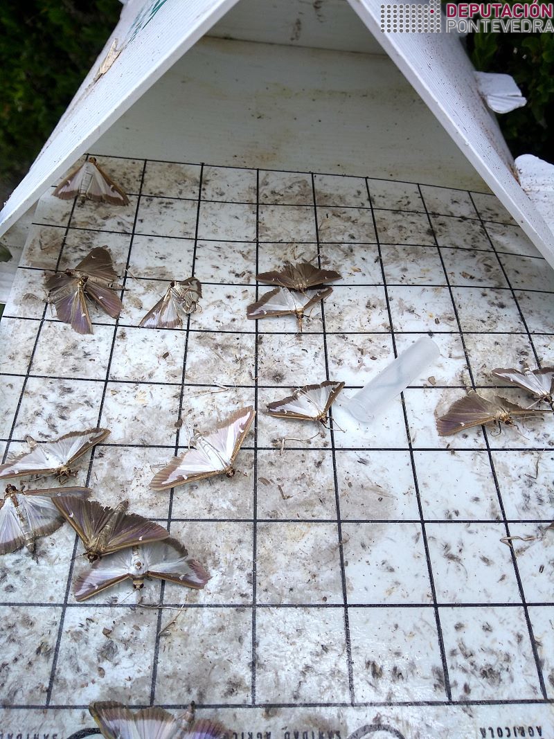 20220803_Nova xeracion Cydalima perspectalis