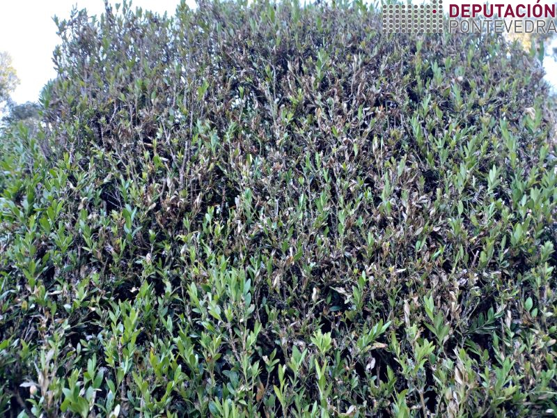 20220817_Aspecto buxo tratado sen moita eficacia 20220817_Aspecto buxo tratado sen moita eficacia