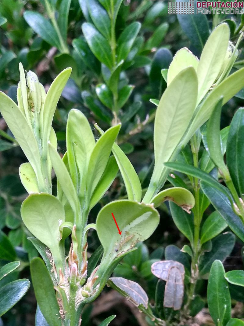 20220817_Eiruga nova de Cydalima 20220817_Eiruga nova de Cydalima