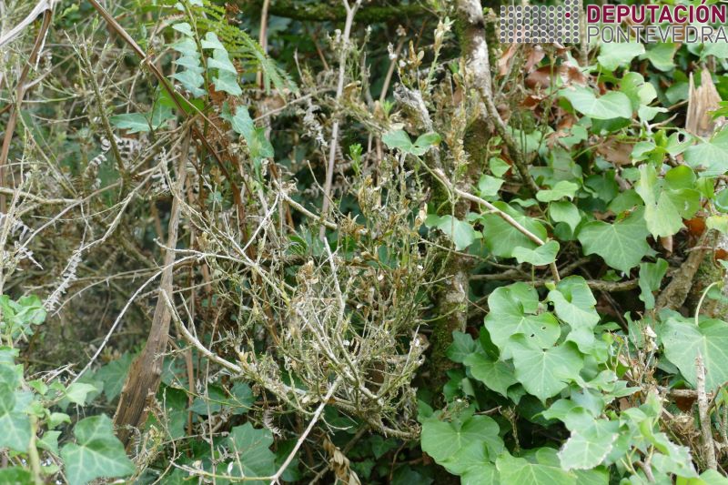 20220817_Resultado da defoliacion por Cydalima en buxo abandonado 20220817_Resultado da defoliacion por Cydalima en buxo abandonado