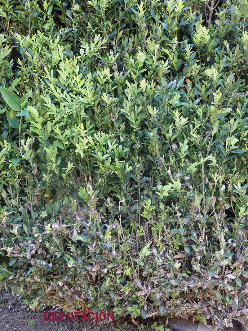 As eirugas poden centrarse abaixo nas plantas As eirugas poden centrarse abaixo nas plantas