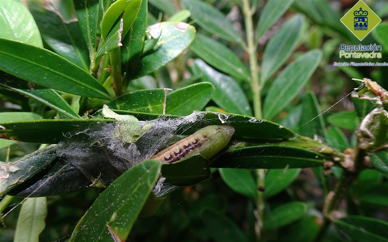 Crisalida de C. perspectalis Crisalida de C. perspectalis