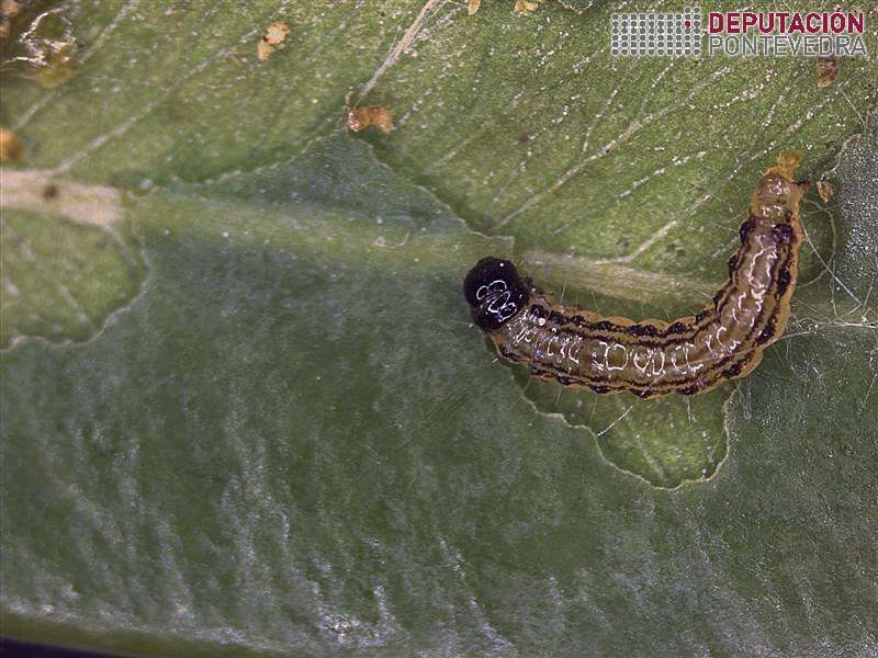 Detalle alimentación L1 Cydalima Detalle alimentación L1 Cydalima