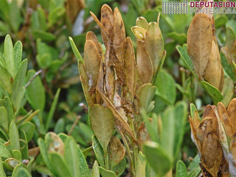Detalle de excrementos e signos alimentacion Detalle de excrementos e signos alimentacion