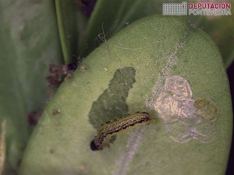 Eiruga L1 Cydalima xunto posta eclosionada Eiruga L1 Cydalima xunto posta eclosionada