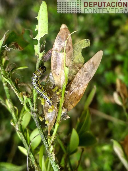 Eiruga de Cydalima, excrementos e danos Eiruga de Cydalima, excrementos e danos