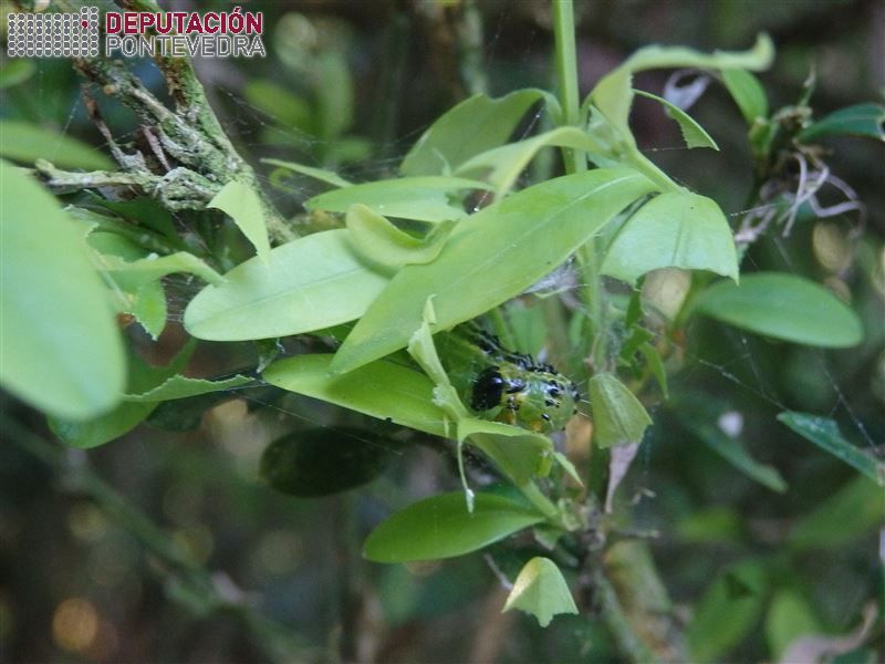 Eiruga de último estado de Cydalima alimentándose Eiruga de último estado de Cydalima alimentándose