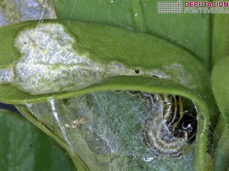 En ambiente confinado as eirugas de Cydalima perspectalis empezan ter certa actividade En ambiente confinado as eirugas de Cydalima perspectalis empezan ter certa actividade