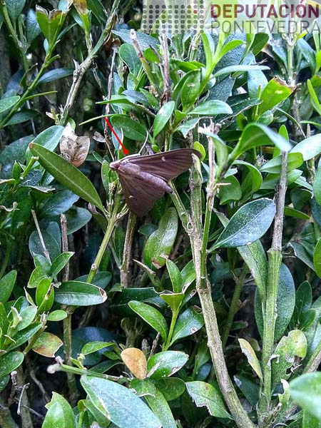 Forma escura de Cydalima Forma escura de Cydalima